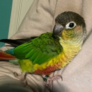 Meet your Posher, Clementine